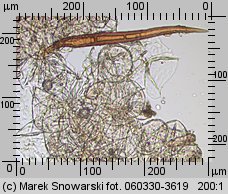 Scutellinia trechispora (włośniczka szorstkozarodnikowa)