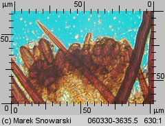 Scutellinia trechispora (włośniczka szorstkozarodnikowa)