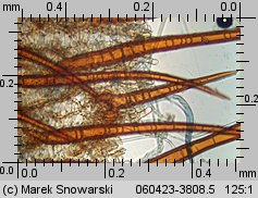 Scutellinia scutellata (włośniczka tarczowata)