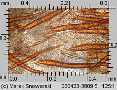 Scutellinia scutellata (włośniczka tarczowata)