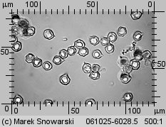 Unidentified-Entoloma