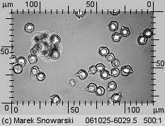 Unidentified-Entoloma