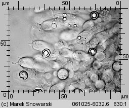 Unidentified-Entoloma