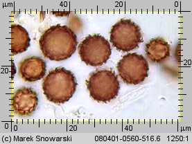 Scleroderma citrinum (tęgoskór cytrynowy)