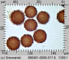 Scleroderma citrinum (tęgoskór cytrynowy)