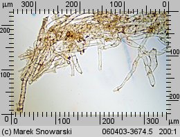 Tubaria furfuracea (trąbka otrębiasta)