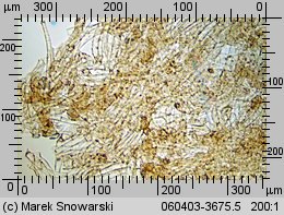 Tubaria furfuracea (trąbka otrębiasta)