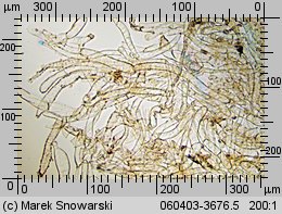 Tubaria furfuracea (trąbka otrębiasta)