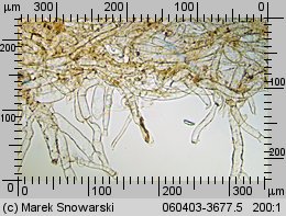 Tubaria furfuracea (trąbka otrębiasta)