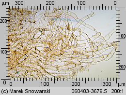 Tubaria furfuracea (trąbka otrębiasta)