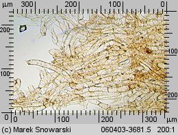 Tubaria furfuracea (trąbka otrębiasta)