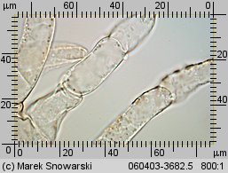 Tubaria furfuracea (trąbka otrębiasta)