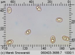 Tubaria furfuracea (trąbka otrębiasta)