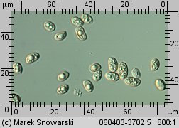 Tubaria furfuracea (trąbka otrębiasta)