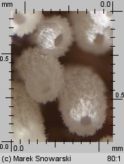 Henningsomyces puber