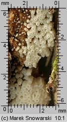 Henningsomyces puber