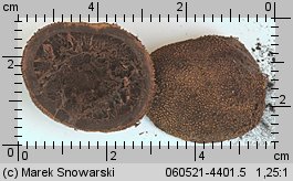 Elaphomyces muricatus (jeleniak nastroszony)