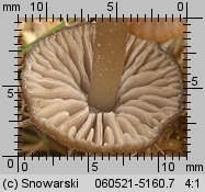 Sphagnurus paluster (popielatek torfowiskowy)