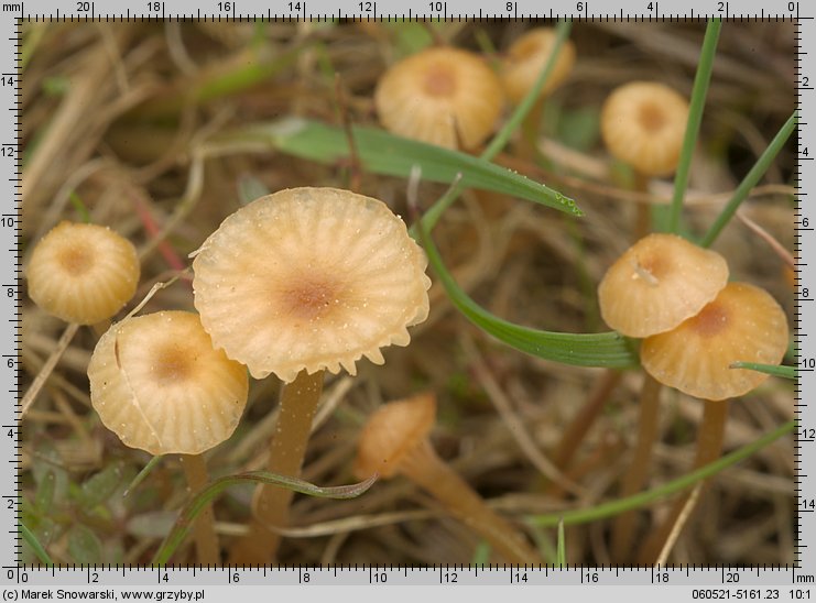 Rickenella fibula (spinka pomarańczowa)