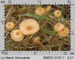 Rickenella fibula (spinka pomarańczowa)