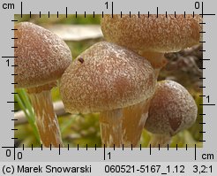 Galerina paludosa (hełmówka błotna)