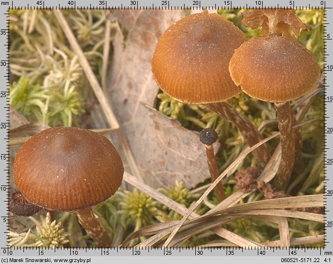 Galerina paludosa (hełmówka błotna)