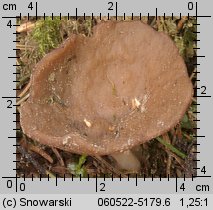 Discina ancilis (krążkownica wrębiasta)