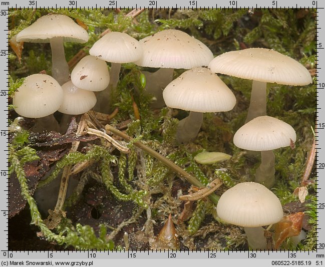 Mycena laevigata (grzybówka gładka)