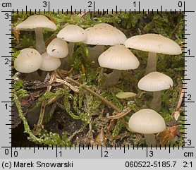 Mycena laevigata (grzybówka gładka)