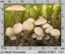 Mycena laevigata (grzybówka gładka)