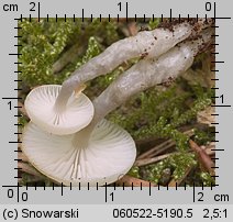 Mycena laevigata (grzybówka gładka)