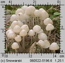 Mycena laevigata (grzybówka gładka)