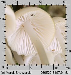 Mycena laevigata (grzybówka gładka)