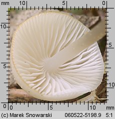 Mycena laevigata (grzybówka gładka)