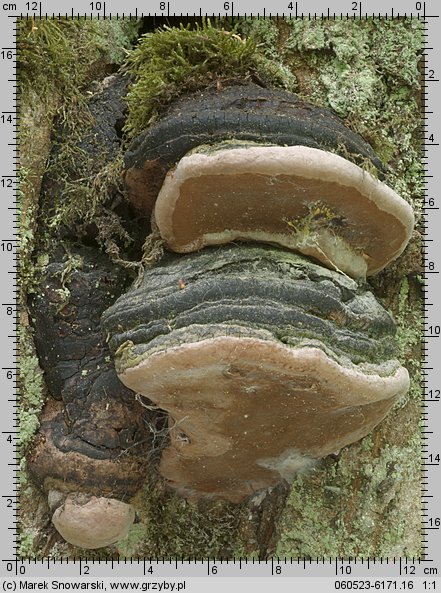 Phellinus nigricans (czyreń bukowy)