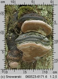 Phellinus nigricans (czyreń bukowy)