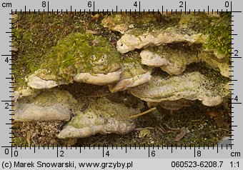 Oxyporus populinus (napień omszony)