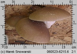 Pleurotus ostreatus (boczniak ostrygowaty)