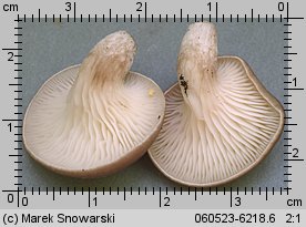 Pleurotus ostreatus (boczniak ostrygowaty)