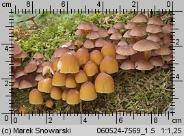 Mycena renati (grzybówka złototrzonowa)