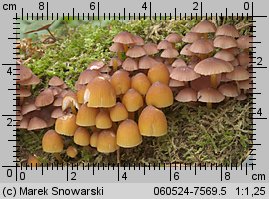 Mycena renati (grzybówka złototrzonowa)