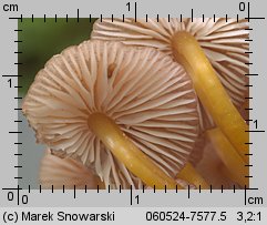 Mycena renati (grzybówka złototrzonowa)