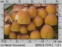 Mycena renati (grzybówka złototrzonowa)