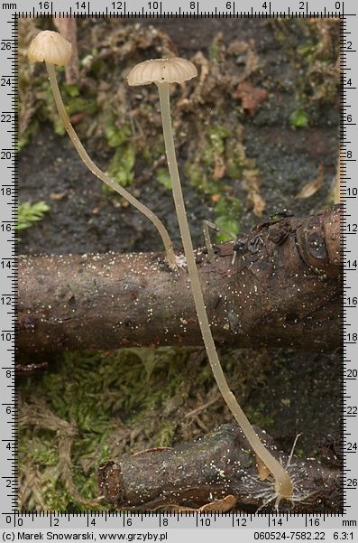 Mycena speirea (grzybówka cienkotrzonowa)