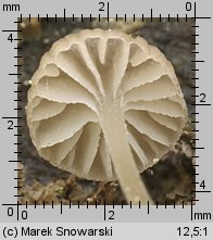 Mycena speirea (grzybówka cienkotrzonowa)