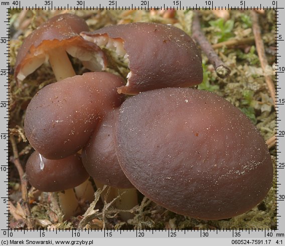 Gymnopus ocior (łysostopek bursztynowy)