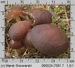 Gymnopus ocior (łysostopek bursztynowy)