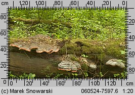 Fomitopsis pinicola (pniarek obrzeżony)