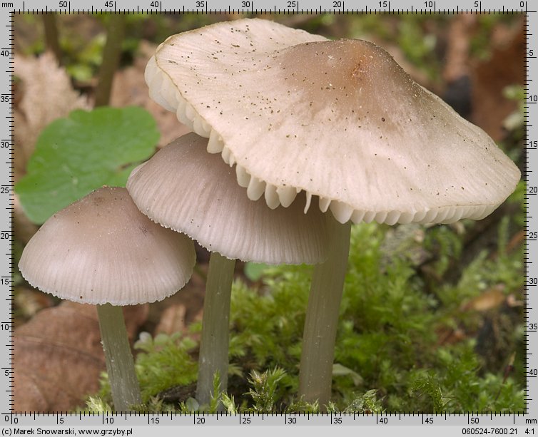 Mycena niveipes (grzybówka popielatotrzonowa)