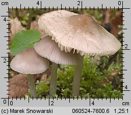 Mycena niveipes (grzybówka popielatotrzonowa)